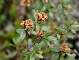 Rhododendron adamsii. Верхушки побегов с отцветающими соцветиями и раскрывшимися плодами. Бурятия, Окинский р-н, падь Хи-Гол, ≈ 2000 м н.у.м., склон вулкана Кропоткина, горная тундра. 11.07.2015.