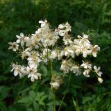 Filipendula vulgaris. Отцветающее соцветие. Челябинская обл., окр. г. Челябинск, Золотая горка, разнотравная поляна в берёзовом лесу. 05.07.2014.