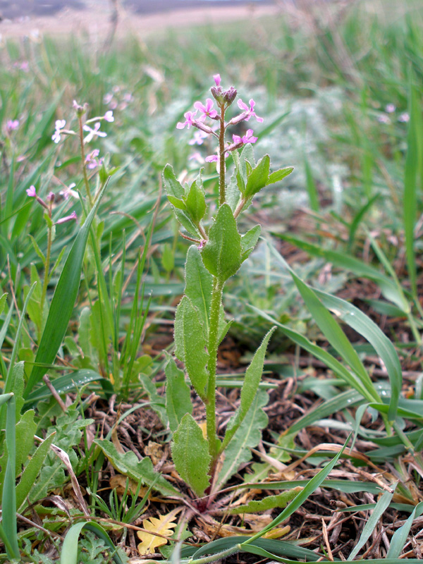 Image of Chorispora tenella specimen.