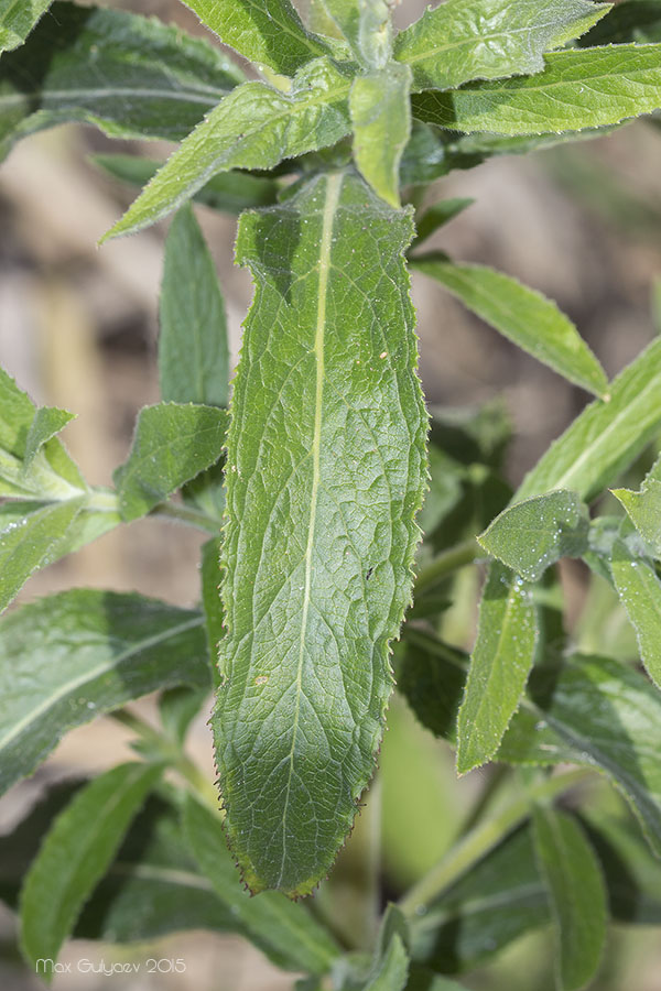 Image of Epilobium hirsutum specimen.