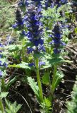 Ajuga genevensis