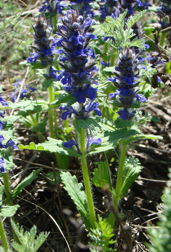 Image of Ajuga genevensis specimen.