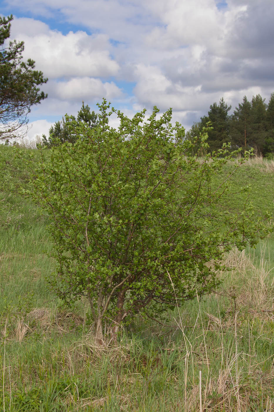 Изображение особи Crataegus sanguinea.