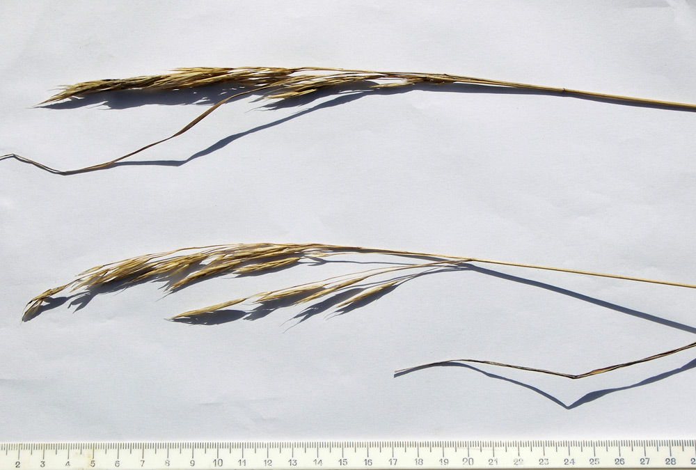 Image of genus Bromopsis specimen.
