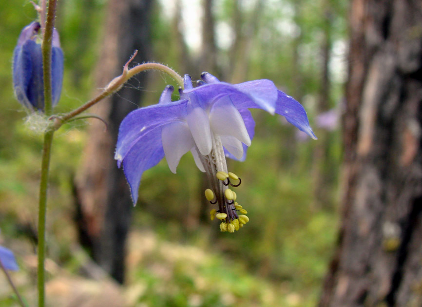 Изображение особи Aquilegia parviflora.