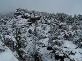 Juniperus excelsa