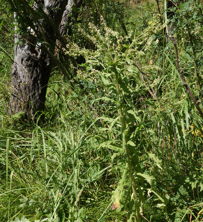 Изображение особи Cynoglossum officinale.
