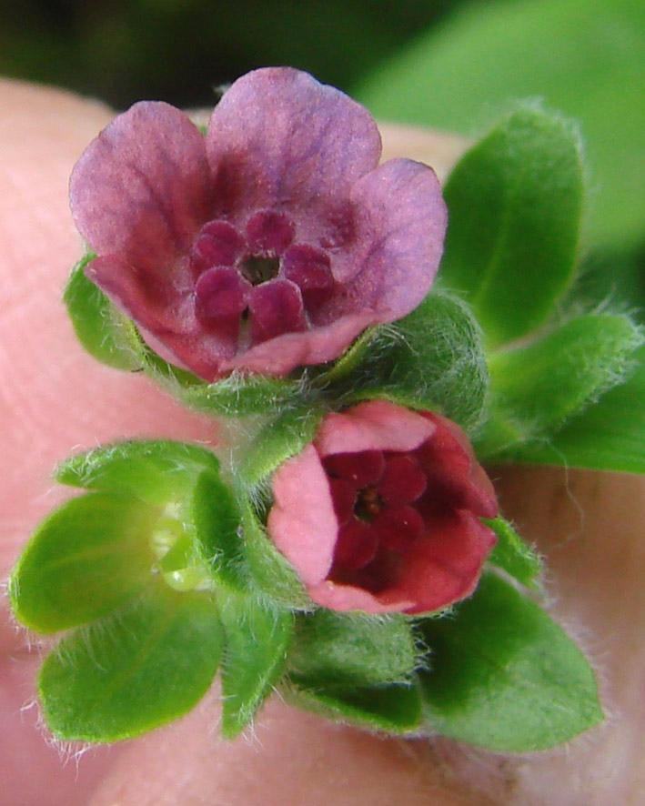 Изображение особи Cynoglossum officinale.