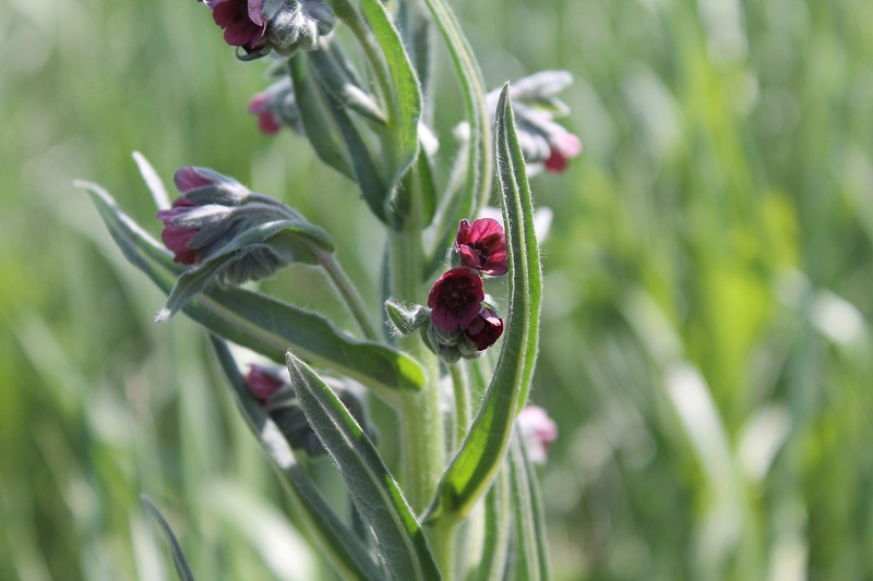 Изображение особи Cynoglossum officinale.