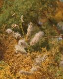 Image of taxon representative. Author is Тамара Риб