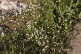 Gagea graeca