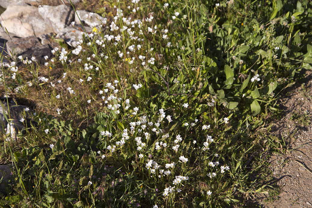 Image of Gagea graeca specimen.