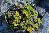 Salix vestita