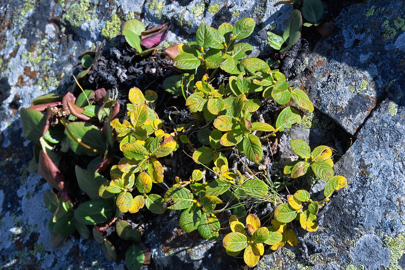 Image of Salix vestita specimen.