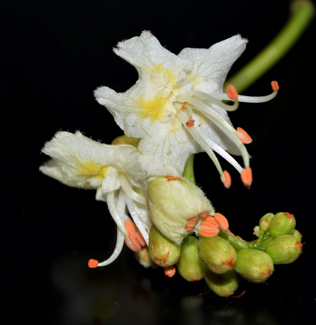 Image of Aesculus hippocastanum specimen.