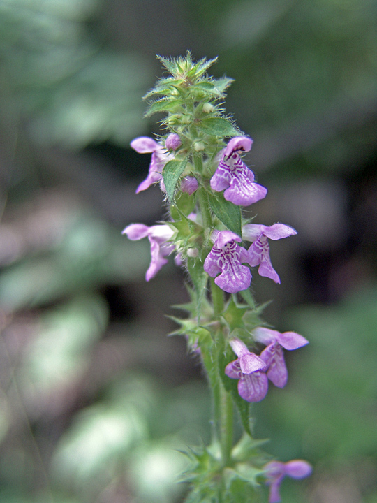 Изображение особи Stachys palustris.