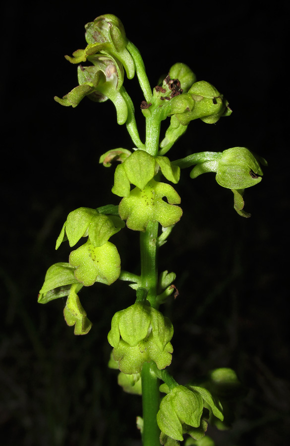 Image of Orchis punctulata specimen.