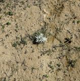 Ornithogalum trichophyllum