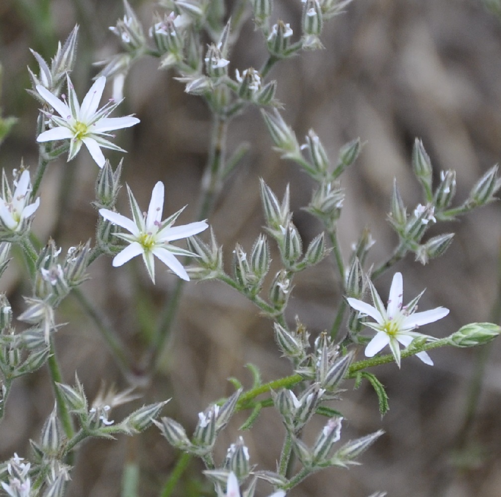 Image of Minuartia glomerata specimen.