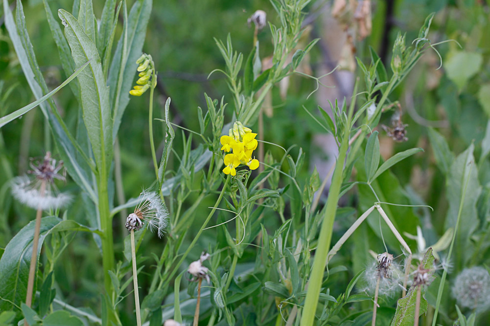 Image of Lathyrus pratensis specimen.