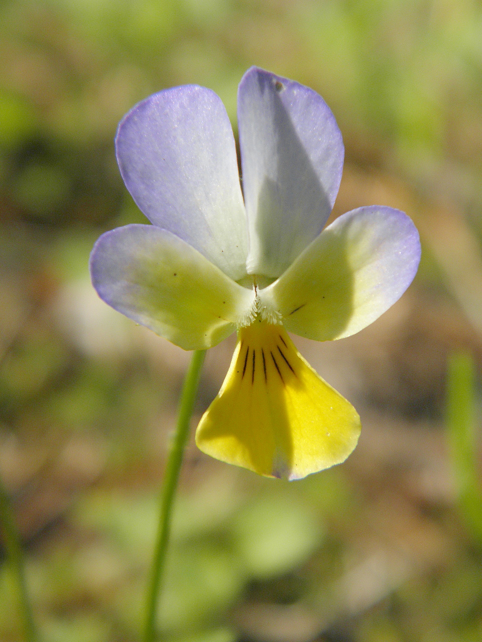 Изображение особи Viola matutina.