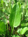 Eryngium planum. Прикорневой лист. Украина, Черкасская обл., Маньковский р-н, с. Буки, Букский каньон, остепнённый луговой склон. 11.06.2016.