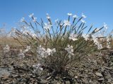 Dianthus tetralepis