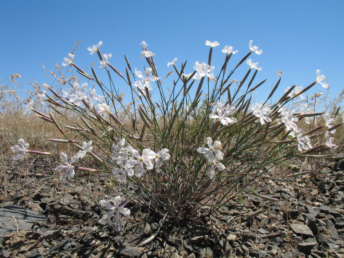 Image of Dianthus tetralepis specimen.