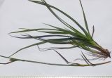 Carex diluta