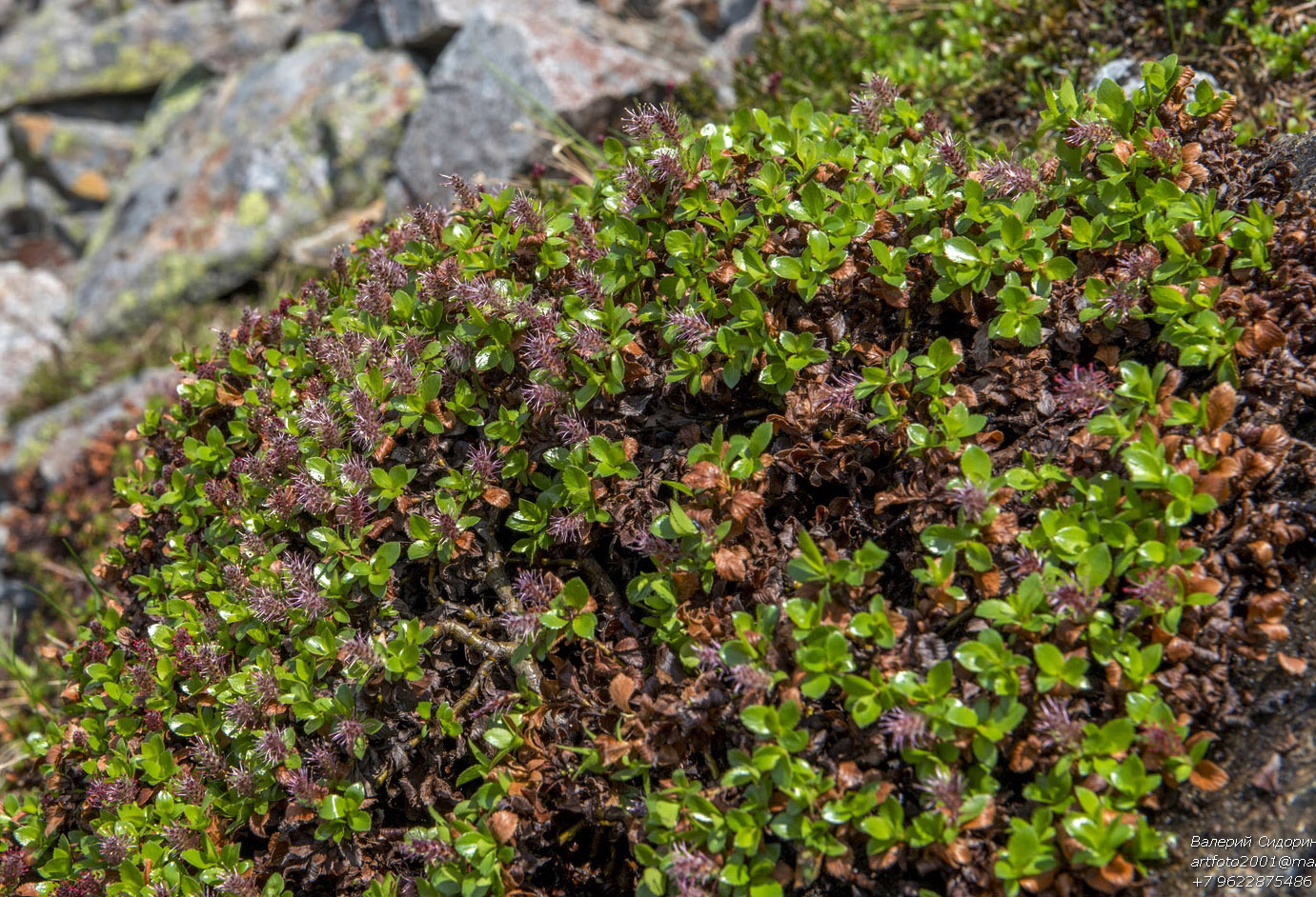 Image of genus Salix specimen.