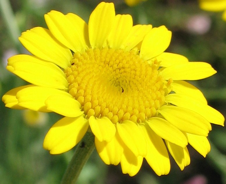 Изображение особи Anthemis tinctoria.