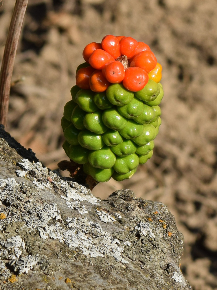 Изображение особи Arum korolkowii.