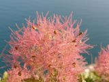 Cotinus coggygria