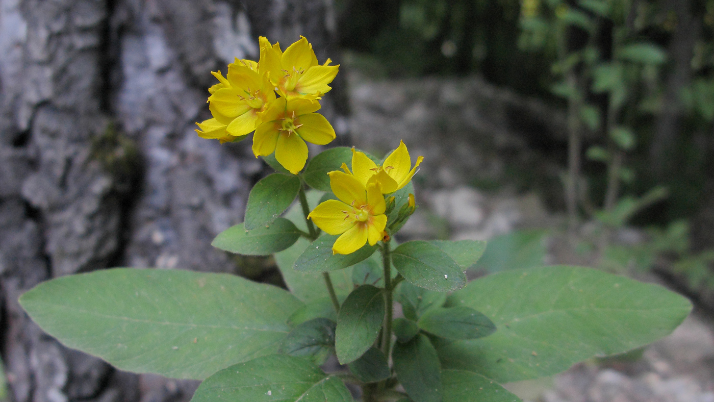 Изображение особи Lysimachia verticillaris.