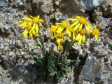 Senecio thianschanicus