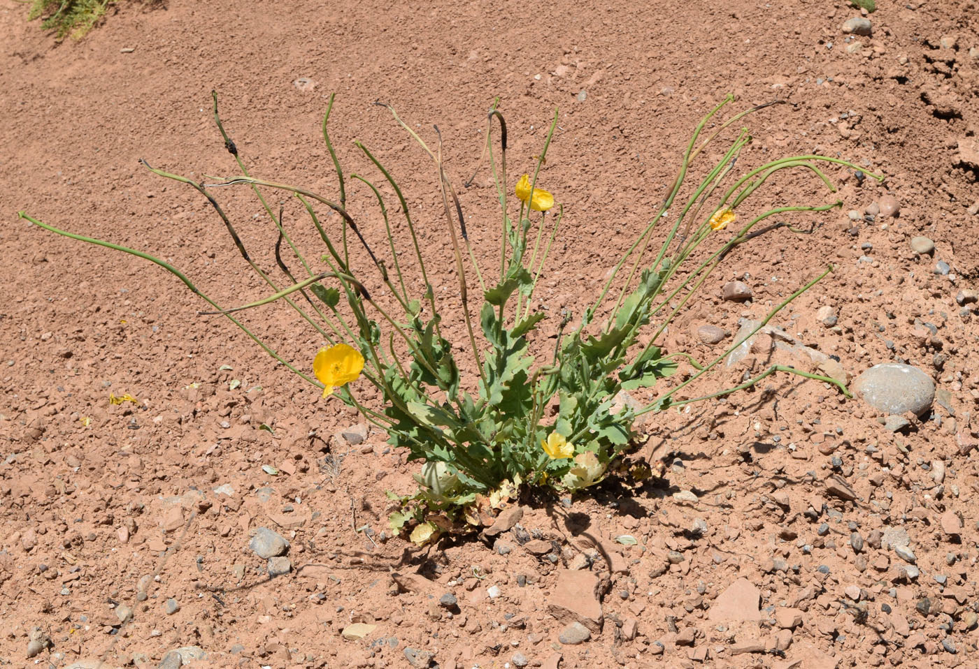 Image of Glaucium fimbrilligerum specimen.