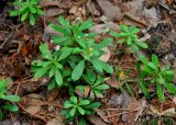 Chimaphila umbellata. Цветущие и расцветающие растения. Хабаровский край, Амурские столбы, смешанный лес. 21.07.2012.