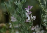 Salvia sclarea