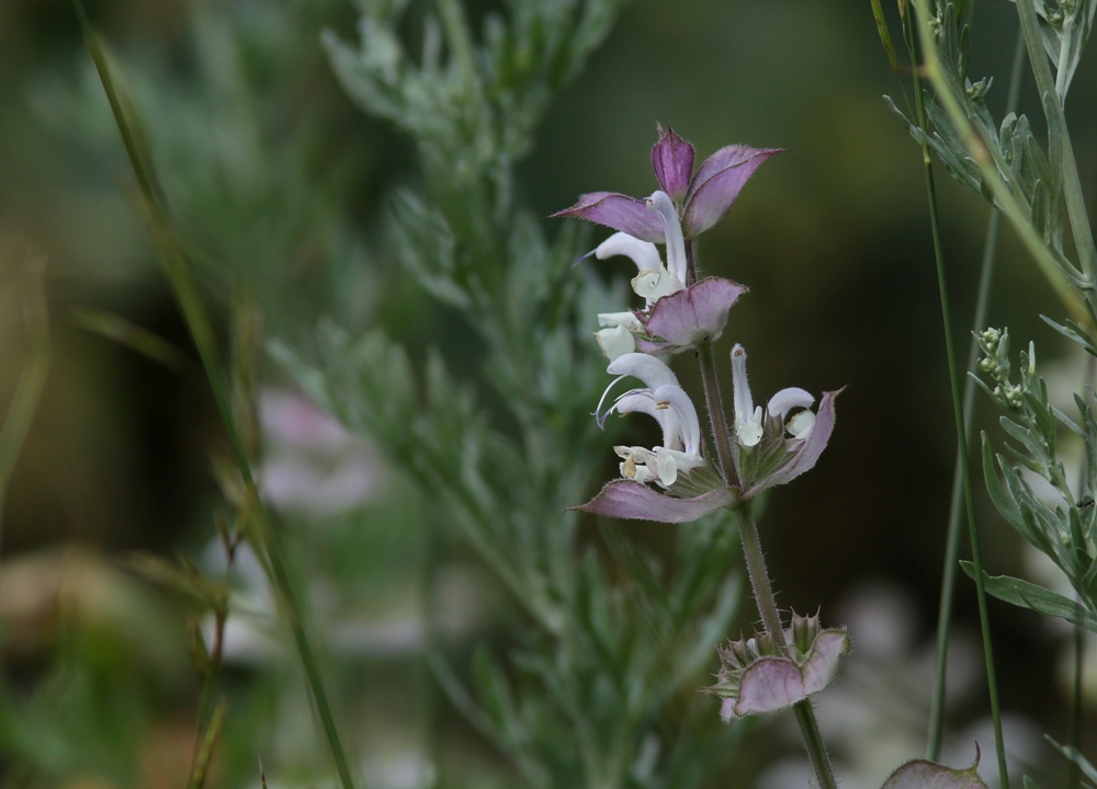 Изображение особи Salvia sclarea.