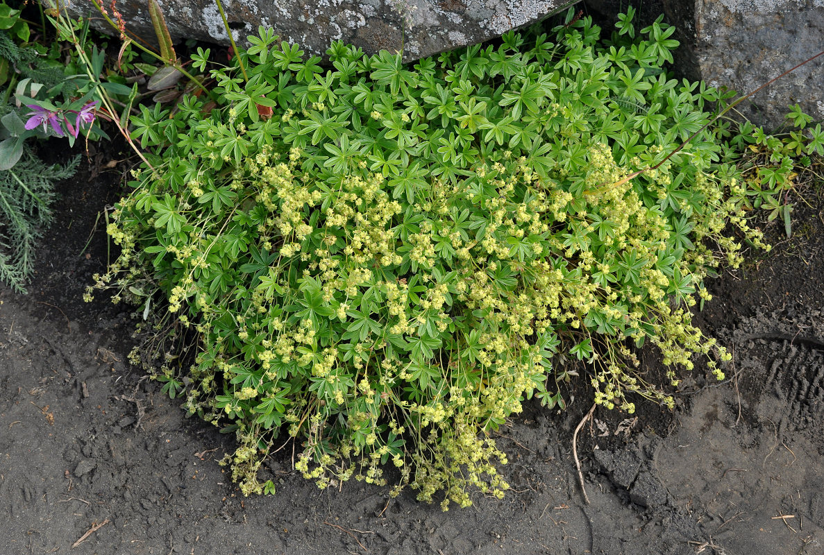 Изображение особи Alchemilla alpina.