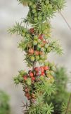 Juniperus deltoides