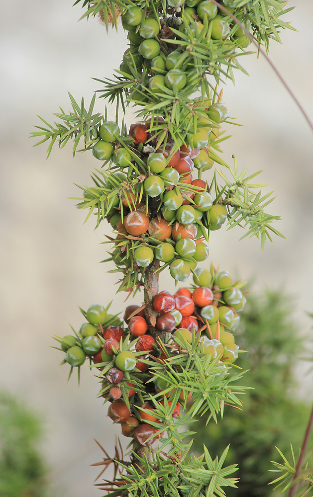 Изображение особи Juniperus deltoides.