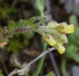 род Alyssum