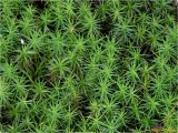 Polytrichum commune