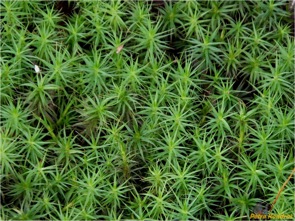 Изображение особи Polytrichum commune.