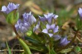 Gentianella turkestanorum. Верхушка цветущего растения. Казахстан, Тянь-Шань, хр. Заилийский Алатау, Малое Алмаатинское ущ. в р-не гляц. станции Т1, на обочине дороги, 3300 м н.у.м. 30.08.2016.