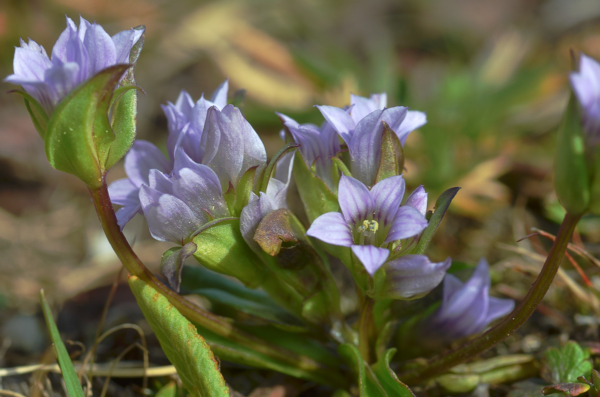 Image of Gentianella turkestanorum specimen.