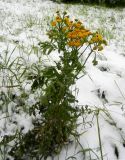 Tanacetum vulgare. Цветущее растение в снегу. Московская обл., г. Электрогорск, пустырь. 30.10.2016.