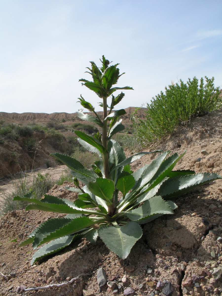 Изображение особи Plagiobasis centauroides.