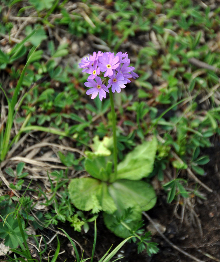 Image of Primula algida specimen.